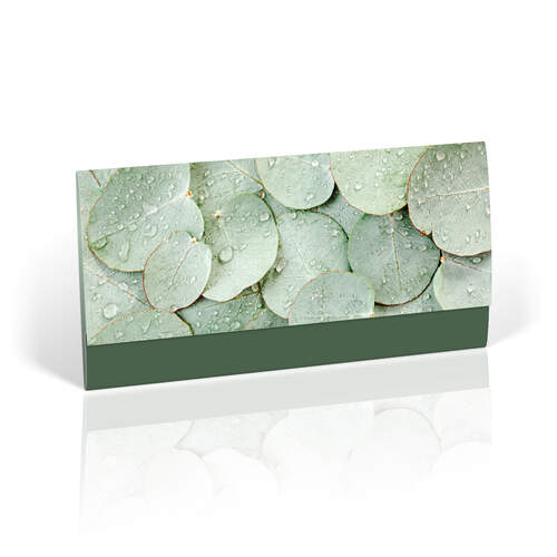 Green eucalyptus